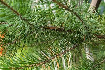 beautiful, natural, green, bright green coniferous tree, Christmas tree on a nice, clear day
