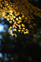 多聞院（埼玉県）の紅葉