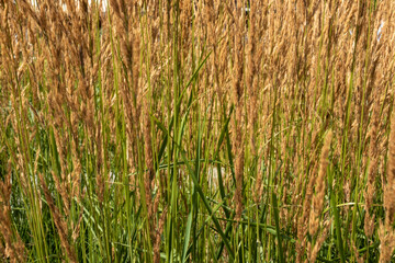 beautiful, unusual, natural, fresh, Golden plant with texture