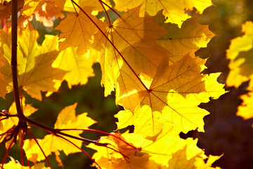 Naklejka na ściany i meble autumn maple leaves background