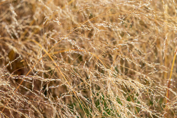 beautiful, unusual, natural, fresh, Golden plant with texture