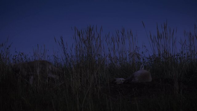 Coyote pup pacing in tall grass at night by sleeping sibling, Tracking Shot