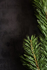 Winter background. Natural Christmas tree on a dark background