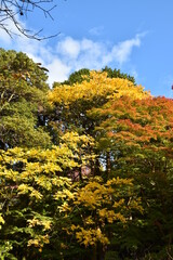紅葉の東山植物園