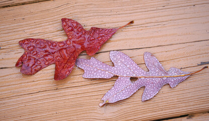 fallen leaves with raindrop in autumn season