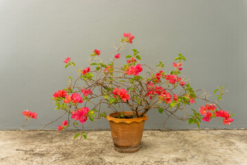 Bunch of Red petals Bougainvillea flower plant blooming in brown pot on grey 