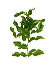 Green branches of Kaffir lime leaves plant isolated die cut clipping path 