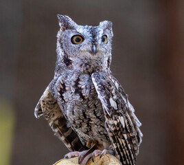 Visiting a little screech owl