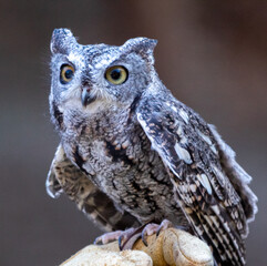 Visiting a little screech owl