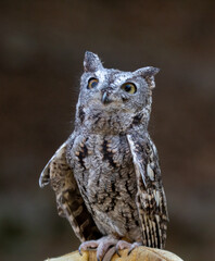 Fototapeta premium Visiting a little screech owl