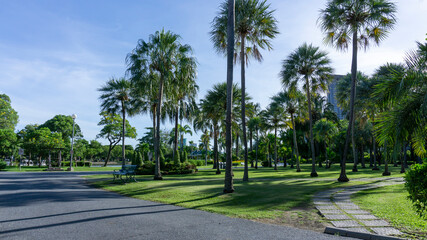 Obraz premium Tropical Palm garden on grass lawn outdoor walkway in public park