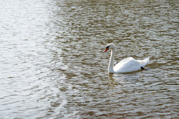 Mute Swan. Large white water bird. Floating on the lake