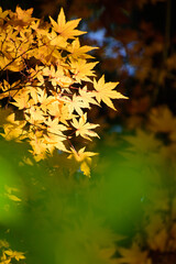 多聞院（埼玉県）の紅葉