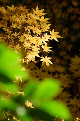 多聞院（埼玉県）の紅葉