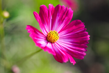 Mexican aster or cosmos colorful flower blooming in garden nature single on background