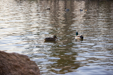 Group of Ducks in the lake at Loch Raven Baltimore Maryland USA
