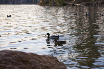 Group of Ducks in the lake at Loch Raven Baltimore Maryland USA