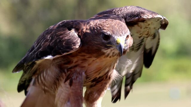 Red tailed hawk raptor close-up at falconry demonstration