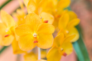 Yellow orchid over blurred background, nature concept background