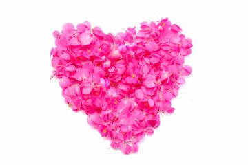 Heart petal of pink flowers isolated on white