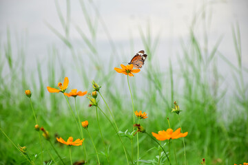 Cosmos flowers on blur background