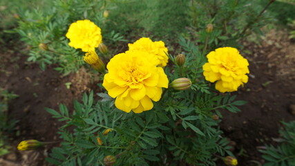 Marigold flowers that bloom in the garden with green leaves add a fresh and beautiful impression to the garden.