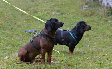 Jagdhunde beobachten Wild