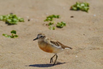 Dotterel.