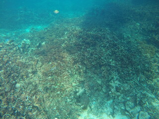 Naklejka na ściany i meble Corals Under The Sea