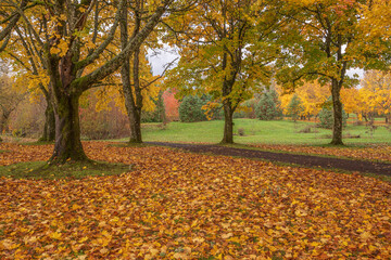 Autumn colors in a landscape Oregon state.