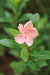 pink flowers