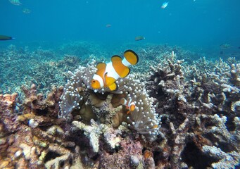 Clown Fish in The Corals