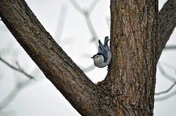 Nature in Canada begging of winter 