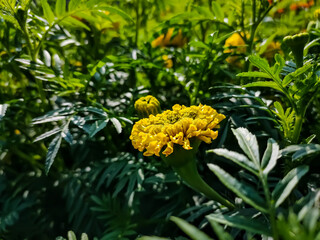 Tagetes is a genus of annual or perennial, mostly herbaceous plants in the sunflower family (Asteraceae). It was described as a genus by Carl Linnaeus in 1753.