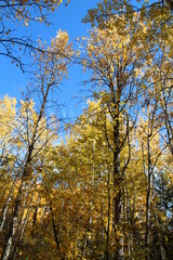 Fototapeta premium Autumn Fire Above Us, Glenora Ravine, Edmonton, Alberta