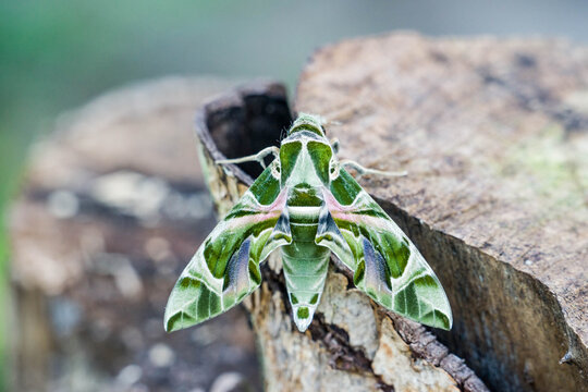 Daphnis nerii