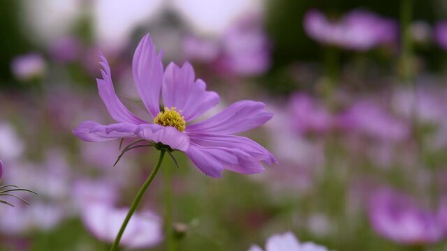 Cosmos Flowers in windy day