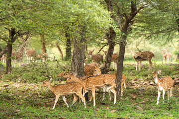 Naklejka na ściany i meble Alert Spotted deer or Chital or axis axis herd in monsoon green at ranthambore national park or forest reserve Rajasthan India