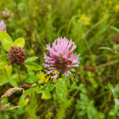 Architecture ant on the flower
