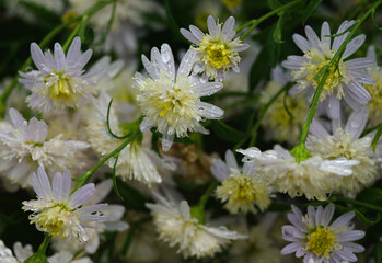 white flowers in the garden