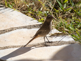 young redstart 