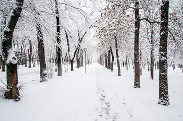 Snowy path in the park with human traces . Winter