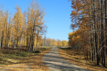 Down The Autumn Road, Elk Island National Park, Alberta