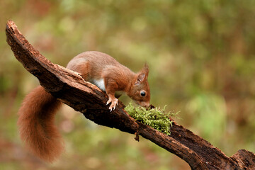 Eichhörnchen © PhotoArt