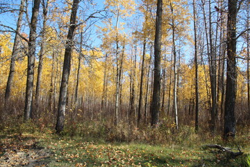Into Autumns Forest, Elk Island National Park, Alberta