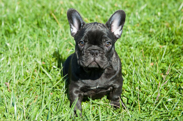 Small black puppy of french bulldog is on the green grass outdoors