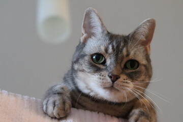 おちょぼ口のカメラ目線の猫アメリカンショートヘアブルータビー
American shorthair cat looking at the camera.