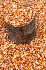 corns  were selling in traditional market at Dili Timor Leste