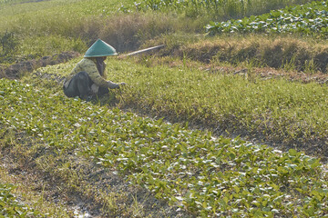 various views of Senior farmer is planting on his farm
