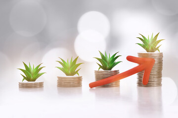 Growing money plant on stack of coins concept. Finance saving and return on investment idea